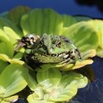 北海道の外来種のカエル