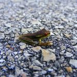 日本で小さい黒いカエルは、１cm以下！？