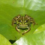 カエルはミミズを食べるのか