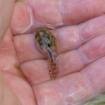 カエルの幼生・幼体はどうなっているのか？？